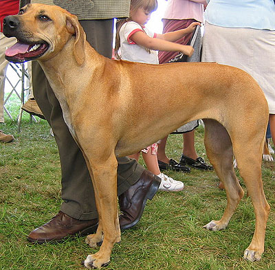 BRAC RHODESIAN